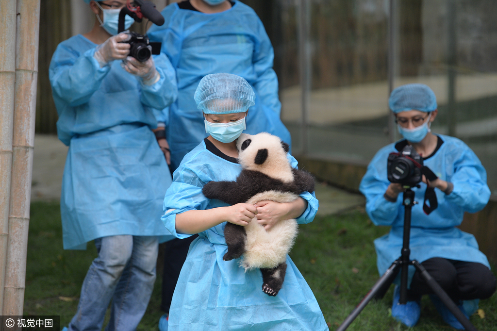 2016年09月29日，四川省成都市，熊猫基地，23只在2016年新出生熊猫宝宝集体亮相，引来游客的围观，据悉，2016年到目前为止，全球共出生27只大熊猫出生，除了有4只在国外出生外，剩余23只均参加了这次集体“活动”。活动现场，工作人员小心翼翼的将熊猫宝宝们，按照从大到小的顺序，排成了三排，让媒体和游客拍照，大多数熊猫宝宝都安静的趴着睡觉，而有两只“熊孩子”，趁着工作人员不注意“悄悄出逃”，顽皮的爬着爬着摔下了床，工作人员赶紧将他们抱了回去。