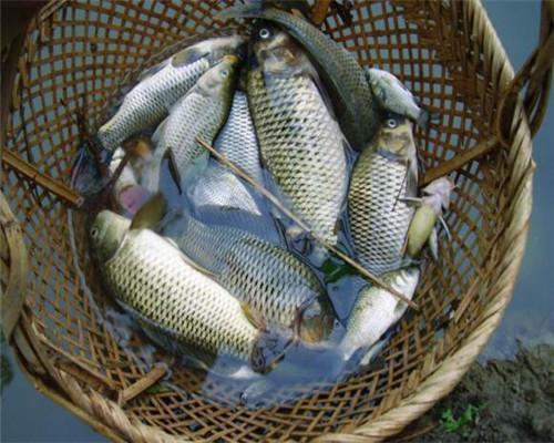 孕妇吃什么对肝脏好?