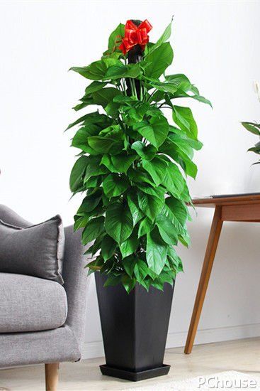 大叶绿萝的养殖方法\/绿萝养殖的注意事项