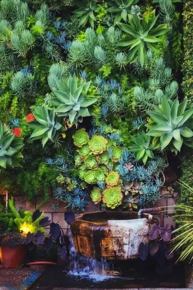 种满多肉的后院,原来比花园还美!以后也弄一个这样的小院