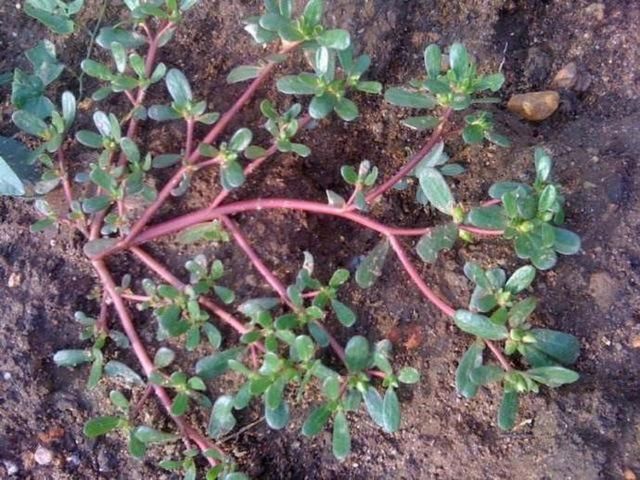 你家的马齿苋是野菜,人家的马齿苋树,种成盆