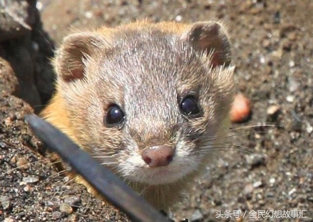 故事:被黄大仙迷了却毫发未损,舅老爷说是他的童子身救了他一命