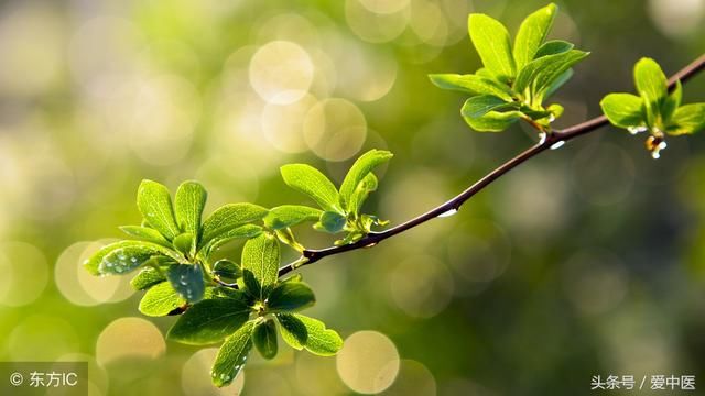 灰指甲不用拔甲了,教你1个老掉牙的土方法,病