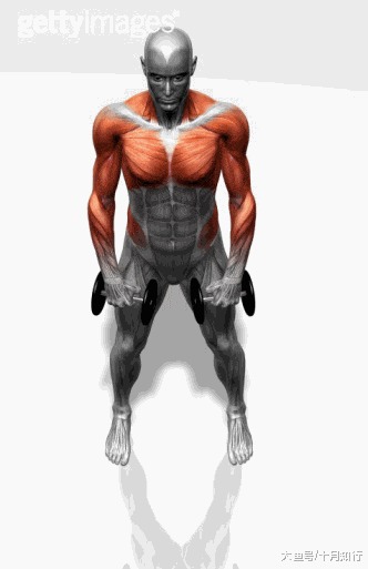 初到健身房一脸蒙圈? 24个肌肉训练动图与详解