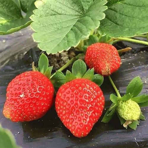 农民伯伯都在种的果树,这些果苗好打理又超会