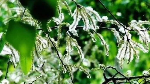 哪庄大娘说唱杨棉,说出砀山人心声,太牛了!