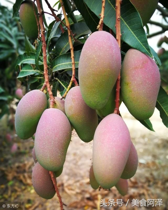 夏天到了,大家都喜欢吃芒果,但是你尝试过把芒