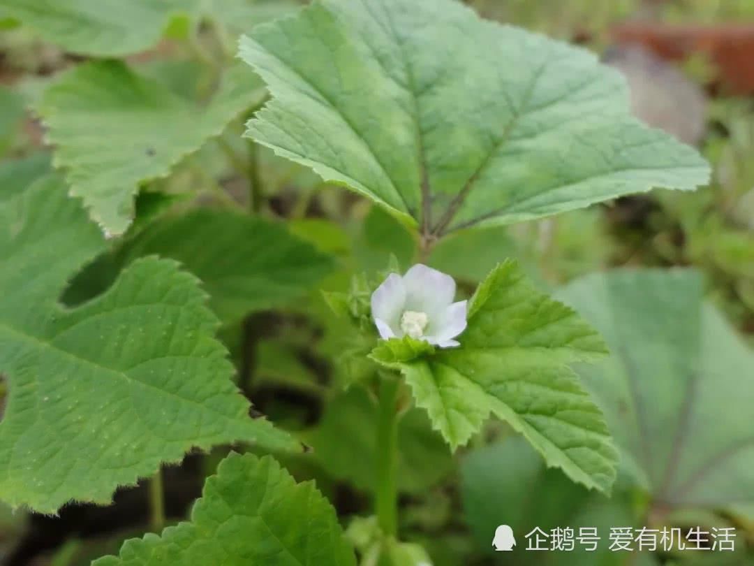 冬寒菜又名冬苋菜,马蹄菜,冬葵,滑菜,我国西南地区栽培较多,为锦葵科