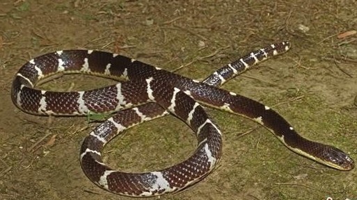 新蛇种！素贞环蛇，身携剧毒！