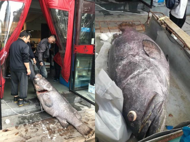 近日,浙江温州鹿城区某海鲜饭店里买下了一条超大石斑鱼,足有200多斤