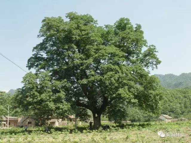 树南召县乔端镇石鼓村红豆杉南召县乔端镇大竹园村的白果爷(南阳市