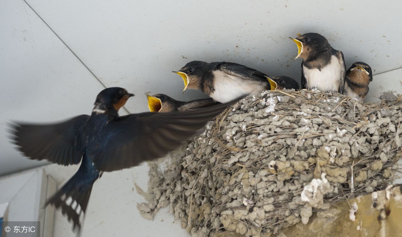 农村燕子在家里搭窝到底好不好?