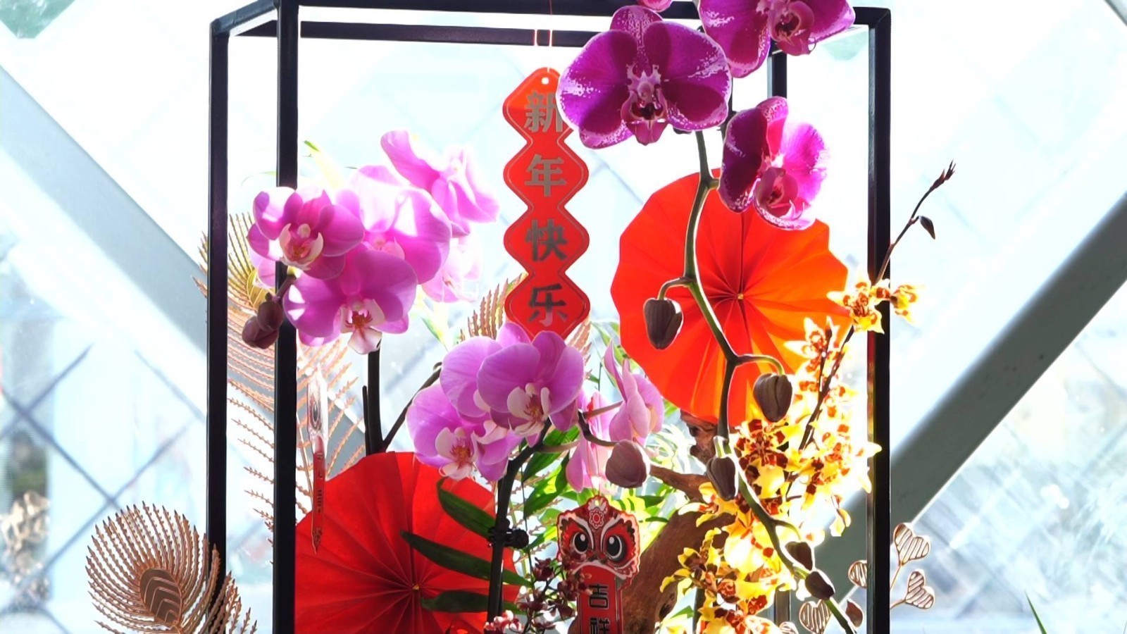 年宵花上市了 怎么选、怎么养?教您一招 年宵花上市了 怎么选、怎么养?教您一招