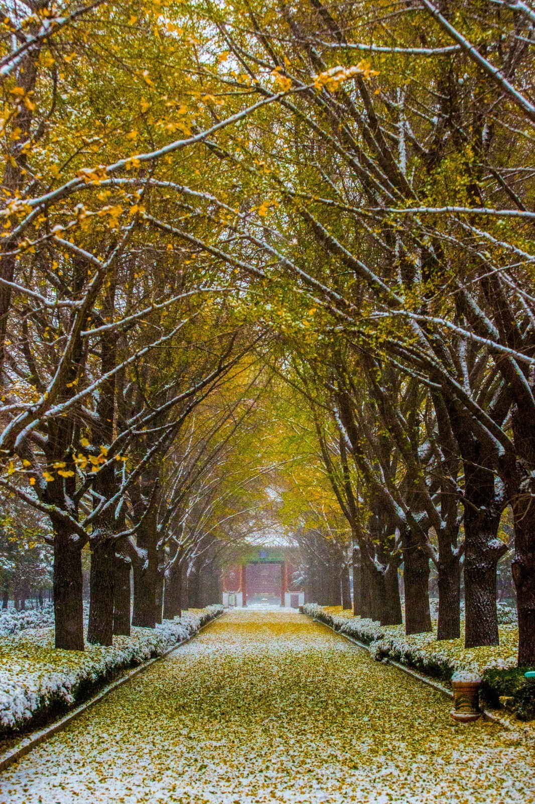 难得一见,赴约冬雪雍和宫上新了 难得一见,赴约冬雪雍和宫上新了