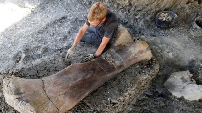 法国发现较完整食草恐龙股骨化石 距今1.4亿年