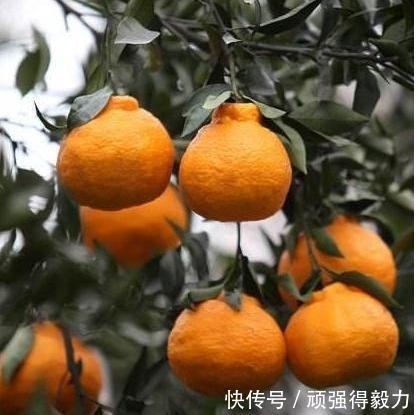 古语称"双桂当庭"或"双桂留芳",意思就是在住宅四旁或窗前栽植桂花树