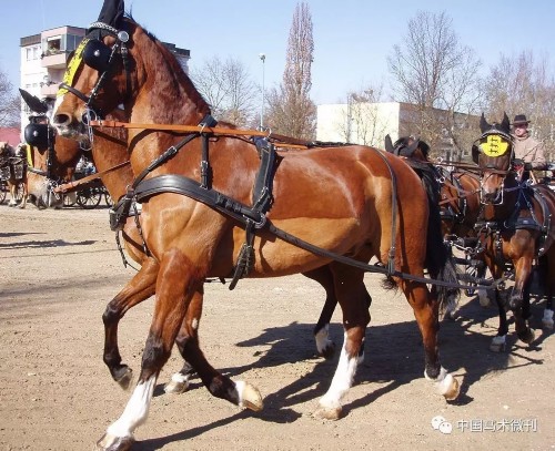 馬種百科之馬種分類溫血馬:⑧格爾德蘭馬