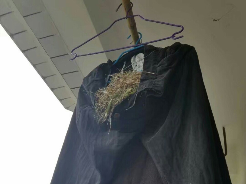 男生常年不收衣服 鸟在衣服里筑巢下蛋 男生常年不收衣服 鸟在衣服里筑巢下蛋