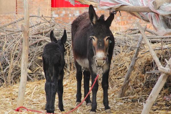 农村养殖牲畜的老话,"草驴十年买,叫驴十年卖"是什么意思?
