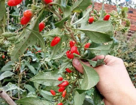 枸杞泡水是早上喝还是晚上喝?总有人分不清,难