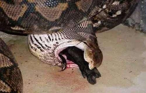 原来是条大蟒蛇,这时候猪都已经被吞的只剩下屁股和尾巴了