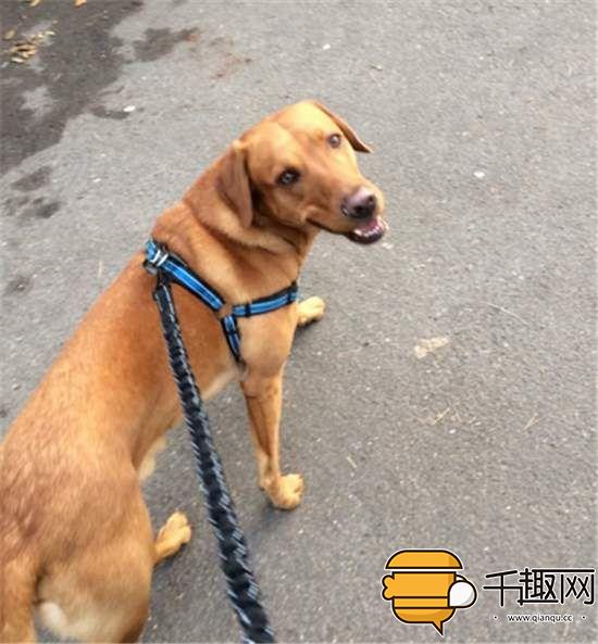 养猫好还是养狗好?盘点养猫和养狗7大不同之处! 养猫好还是养狗好?盘点养猫和养狗7大不同之处!