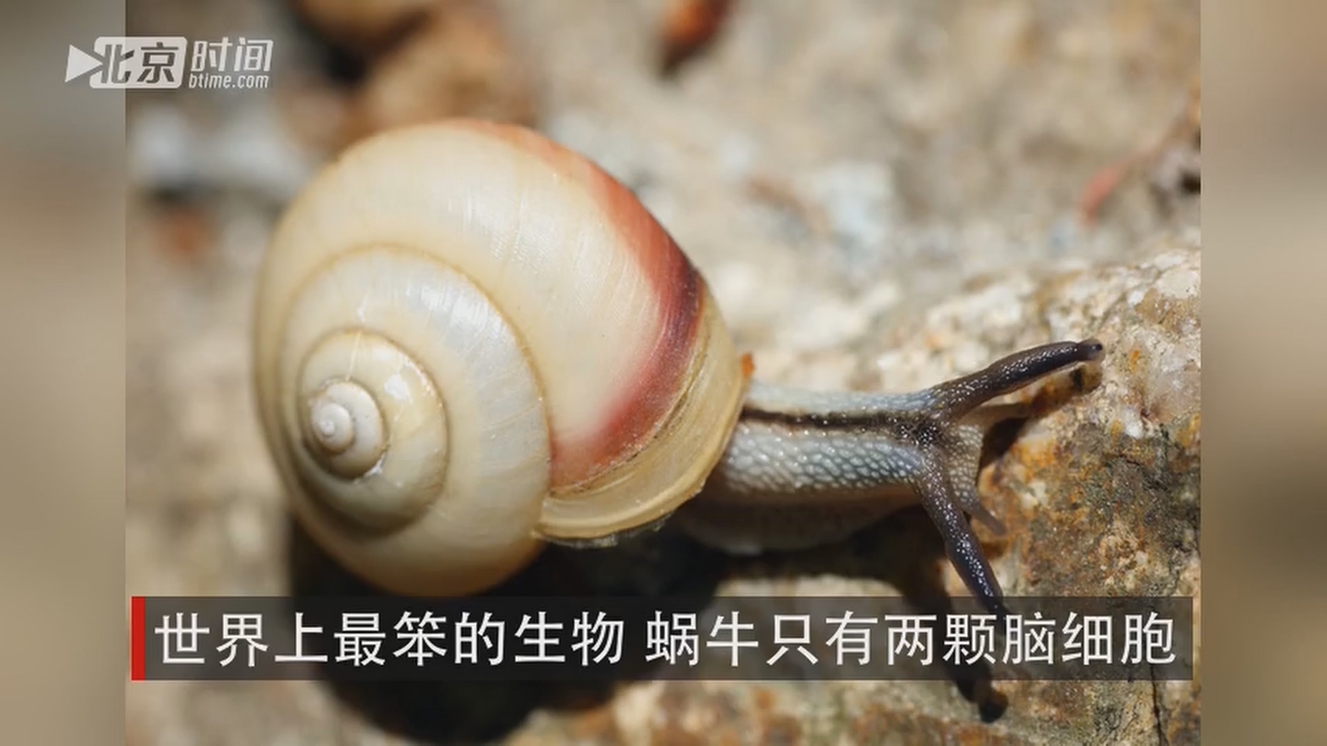 世界上最笨的生物 蜗牛只有两颗脑细胞