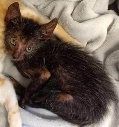 南非发现纯自然基因突变狼人猫:全球仅35只