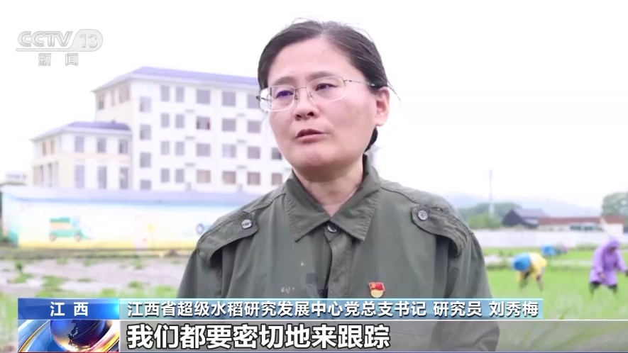 江西超级稻中心:做强“种子芯片” 端牢“中国饭碗” 江西超级稻中心:做强“种子芯片” 端牢“中国饭碗”