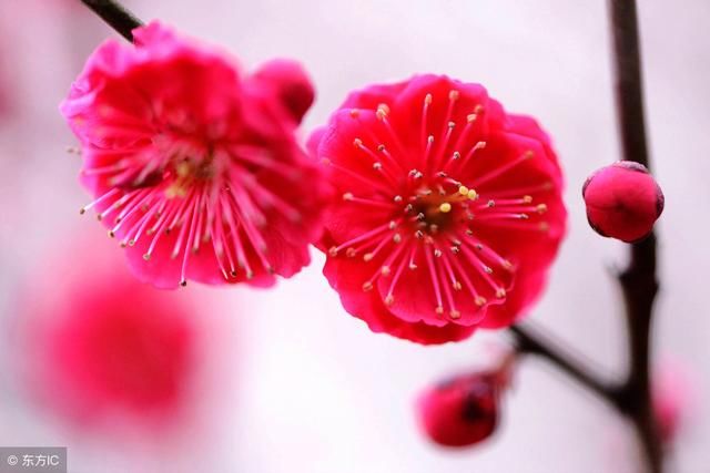 心理测试4种彩色梅花你选择哪一种,测你的异性缘好不好