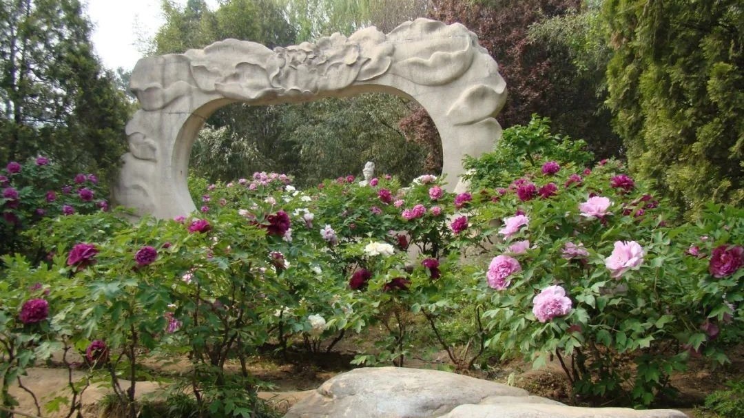 这个五一假期 北京全市公园107处赏花片区等您来