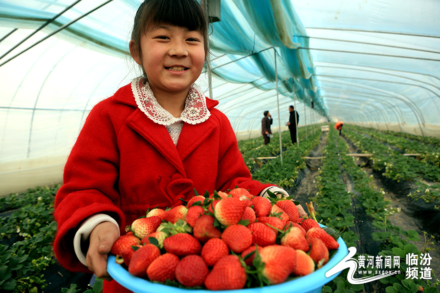 视觉临汾:尧都区北练村草莓园里采摘忙