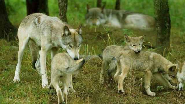 棕熊、狮子老虎、藏獒和北美灰狼,谁是老大老