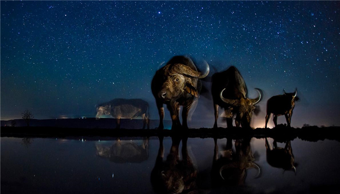 【图赏】非洲大陆难得一见,夜幕下出没的动物 【图赏】非洲大陆难得一见,夜幕下出没的动物