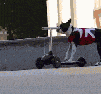 开心一刻:动物幽默搞笑动图 你见过翻栏杆扭屁