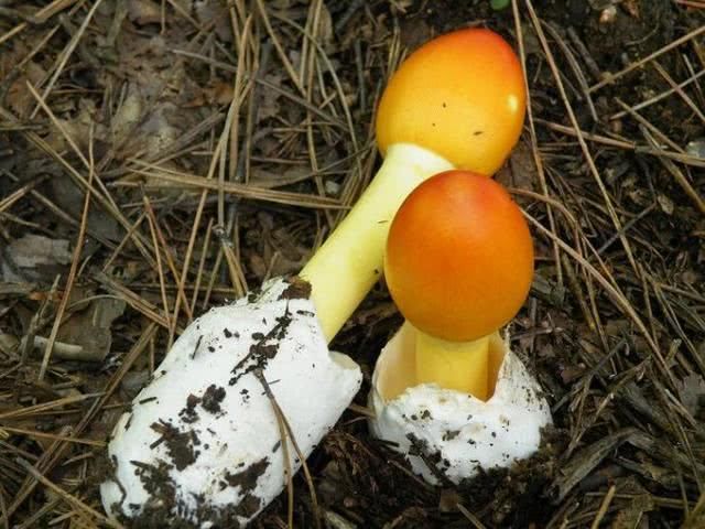 舌尖上的鸡蛋菌,真是太像鸡蛋,也最容易与毒蘑