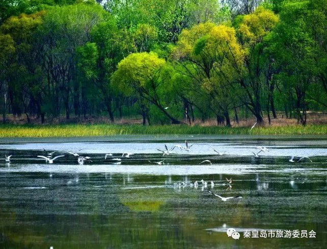全国观鸟湿地榜上有名,秦皇岛15个观鸟胜地大盘点,最后一个好美