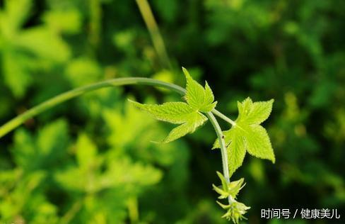 农村人人都讨厌的野草,居然治疗痔疮、湿疹、