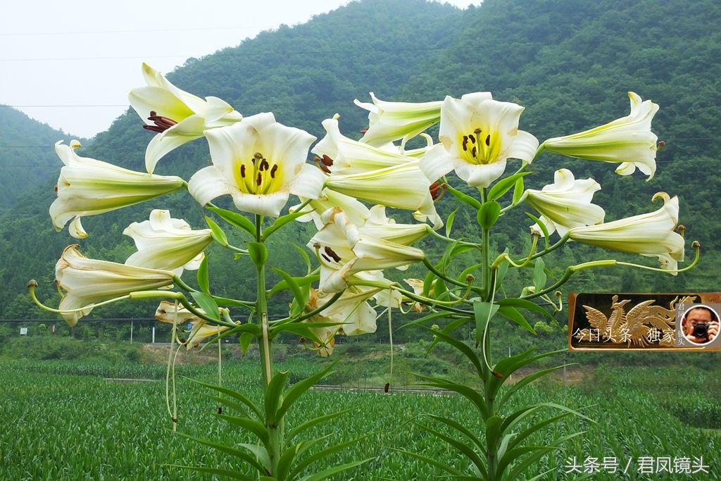 湖北宜昌:乡村,百合花开!百合植株高约2米,农民