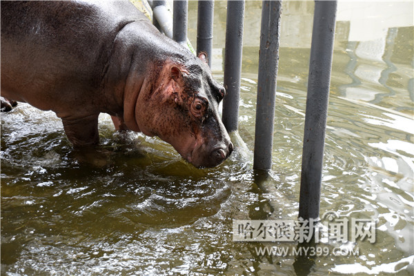 除了成都動物園以