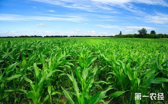 坚持农业农村优先发展 把握乡村振兴战略的六