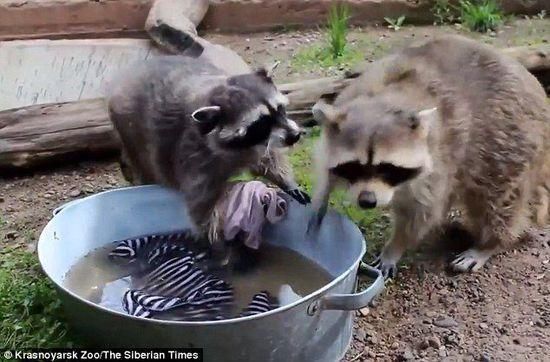 这种动物神出鬼没,常在半夜偷吃东西搞破坏,被