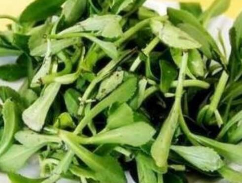 高钙菜价格多少钱一斤?种植效益如何?怎么做