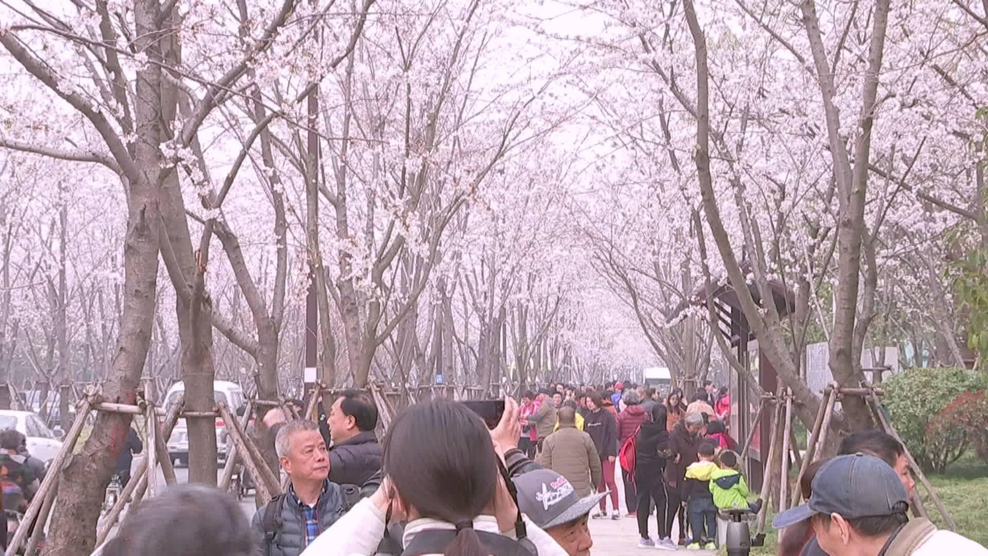 樱花盛放,烂漫如雪!扬州樱花大道,赏春好去处