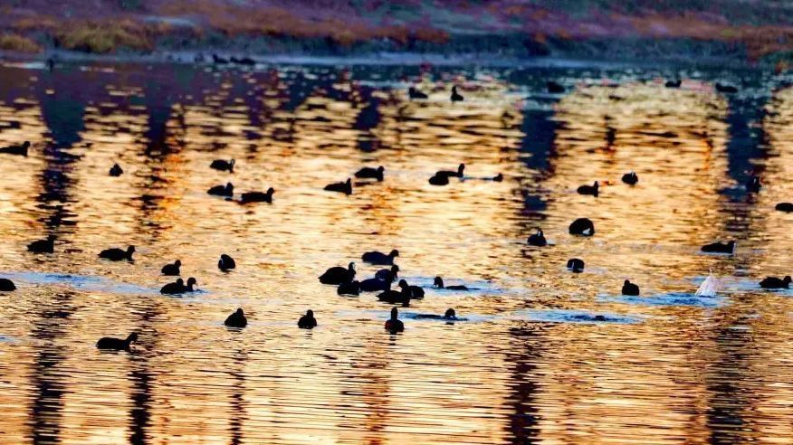 优质水域迎新客，白骨顶鸡来安家