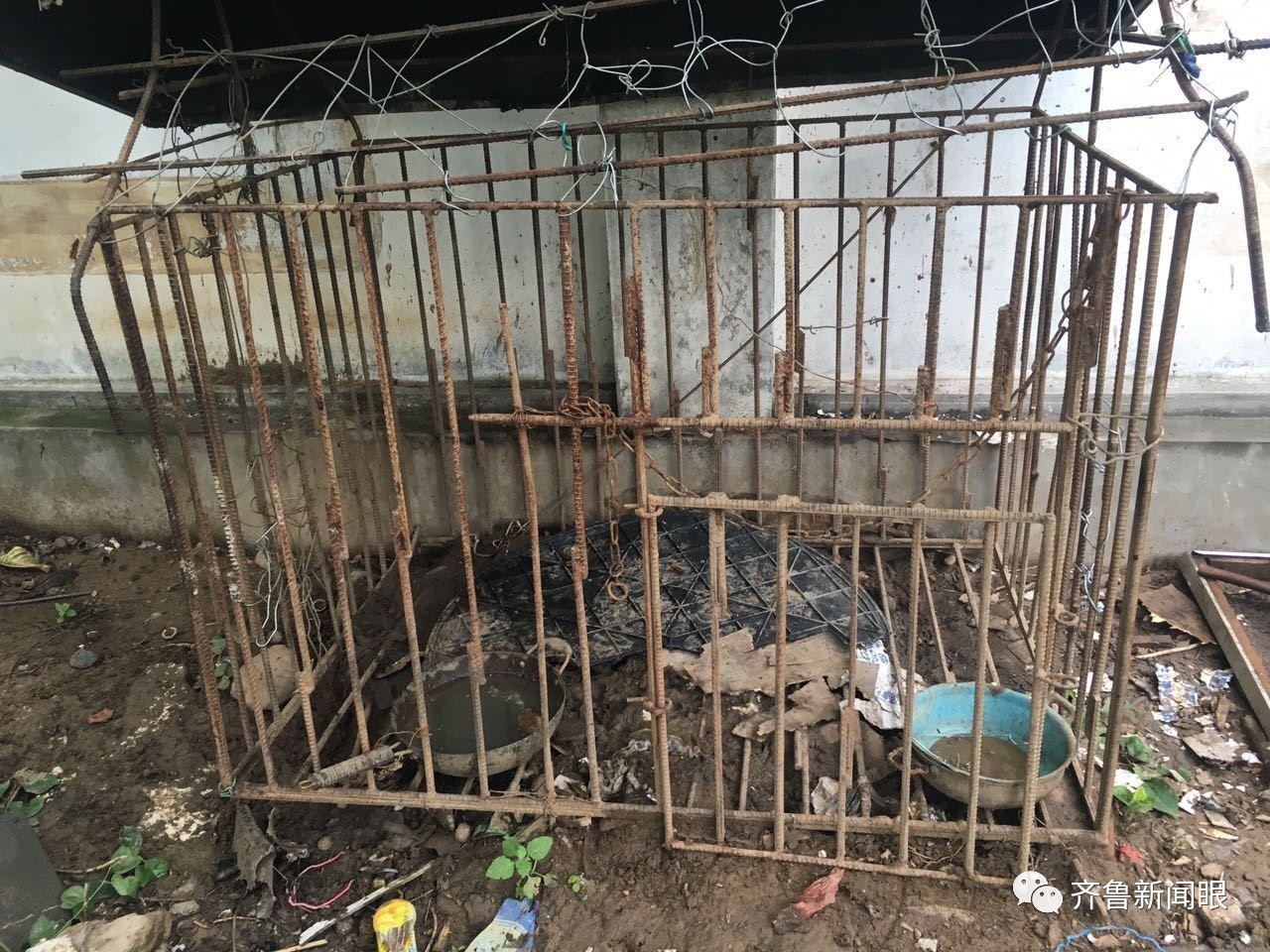 视频丨济南一藏獒发疯咬人 警察蜀黍果断掏枪两枪击毙