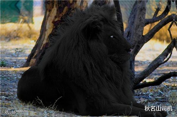 你见过黑色的狮子吗?它们看着像藏獒