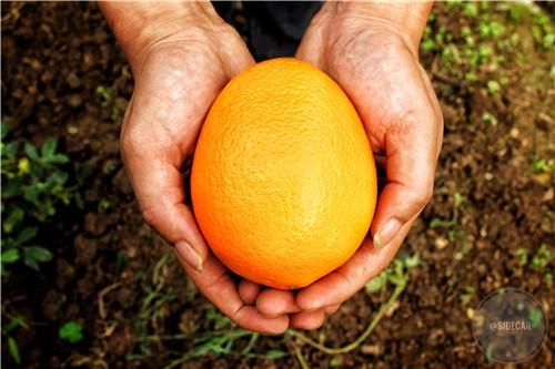 吃脐橙的好处吃脐橙是降火还是上火