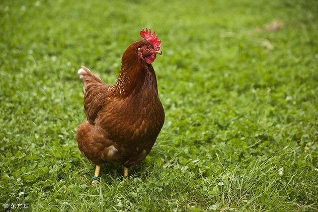 生肖鸡今年行大运:69年,81年,93年鸡姻缘佳