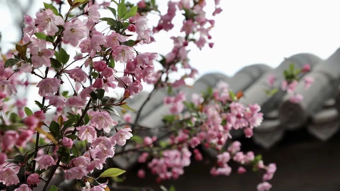 “五一”打卡世园 看千株海棠花开延庆~ “五一”打卡世园 看千株海棠花开延庆~